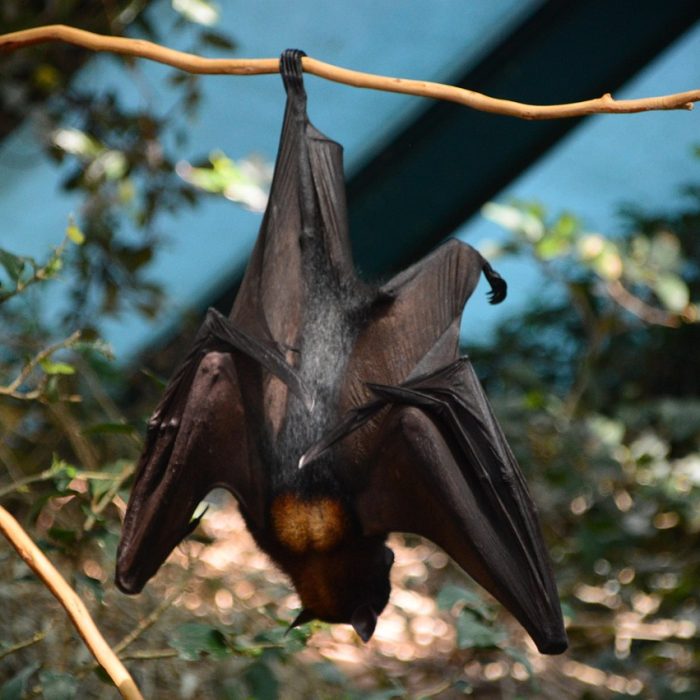 Las enfermedades transmitidas por animales avanzan hacia nuevas regiones