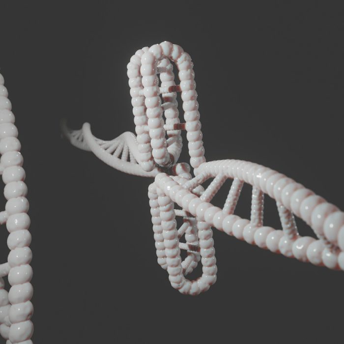 Descubren una proteína clave para reparar el ADN dañado