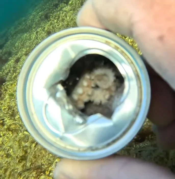 Buscan visibilizar el impacto de la contaminación acuática con fotos enviadas por la gente en tiempo real