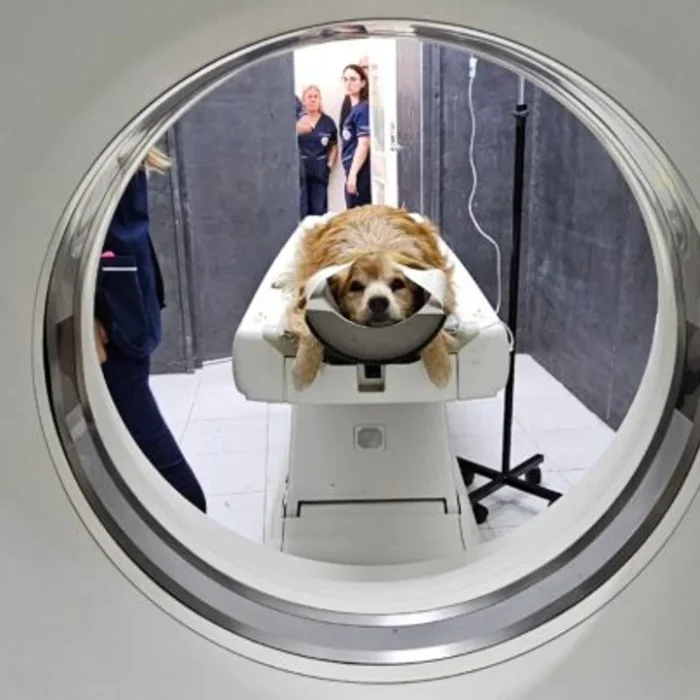 La Facultad de Veterinaria de la UNLP tiene el primer tomógrafo computado en una universidad pública del país La Facultad de Veterinaria de la UNLP tiene el primer tomógrafo computado en una universidad pública del país