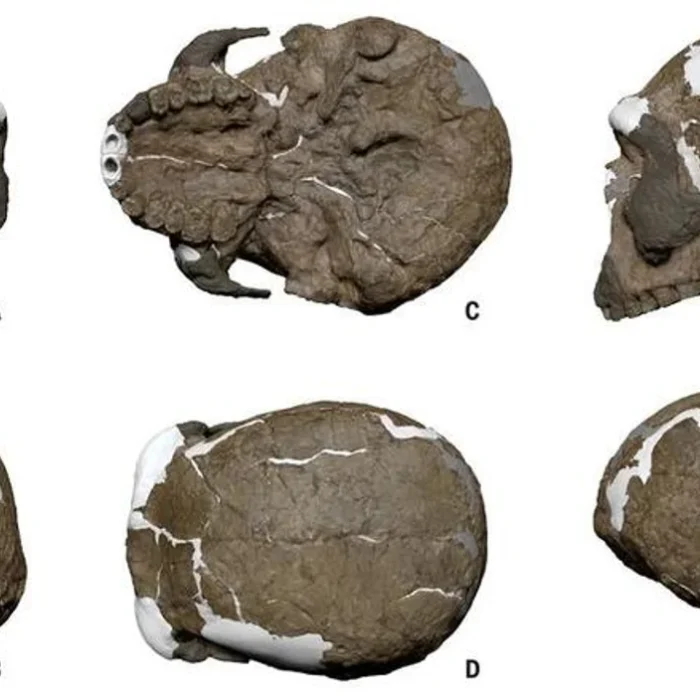 China un cráneo de hace un millón de años que reescribe la cronología de evolución humana