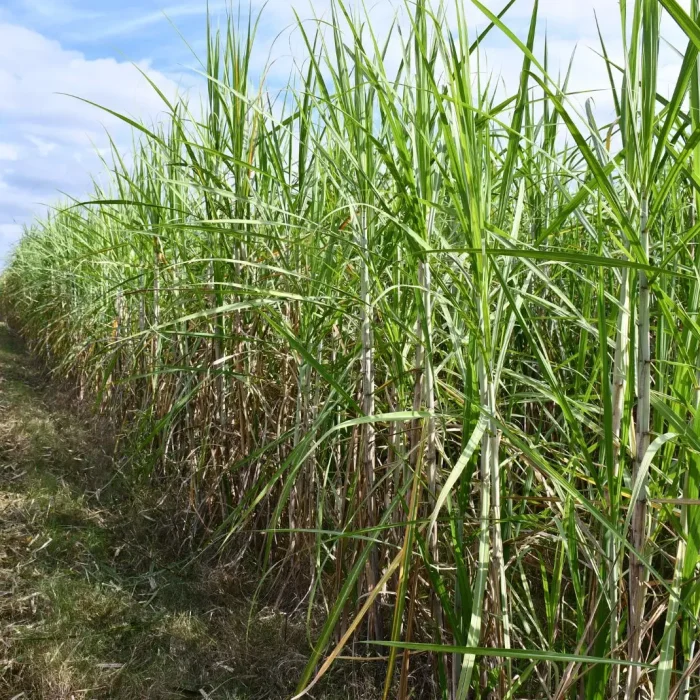 Tecnología de precisión y drones, aliados para monitorear la caña de azúcar