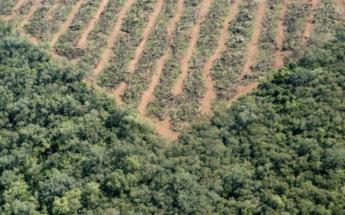 En 15 años se perdieron 58.000 ha de bosques nativos