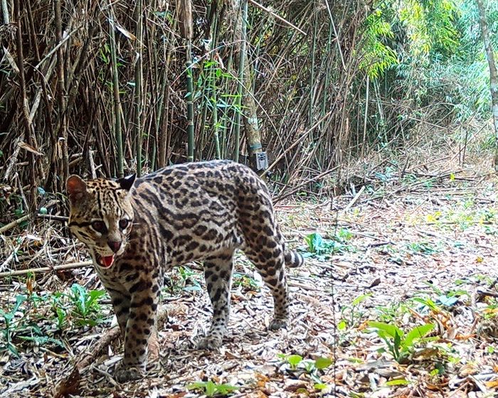 Revelan la dinámica poblacional del ocelote en la Selva Misionera con el mayor relevamiento a nivel mundial sobre la especie