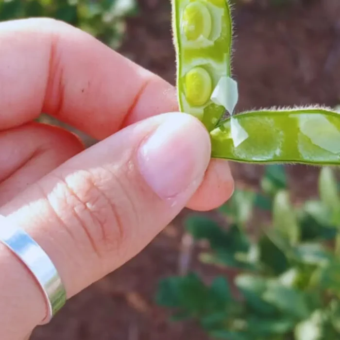 Soja: claves para maximizar rendimientos en ambientes semiáridos