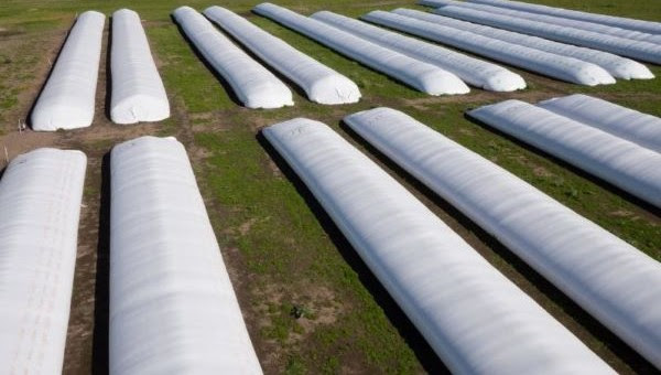 Más del 40 % de la producción nacional se conserva en silobolsas