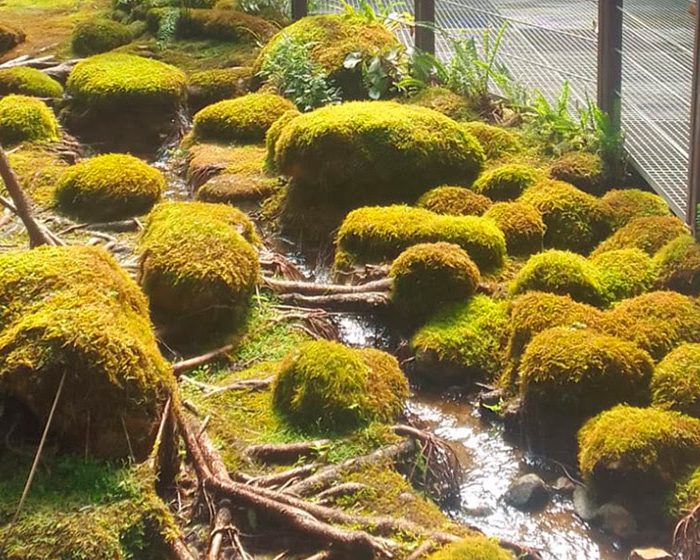 Claves sobre la evolución de las plantas terrestres