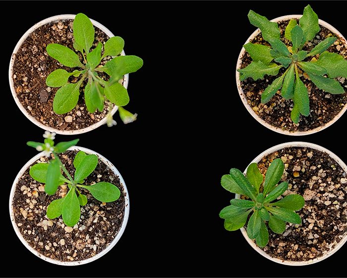Revelan nueva función de una proteína que podría ser útil para aplicaciones en agricultura y oncología