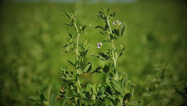 Descubren cómo la alfalfa sobrevive al estrés salino