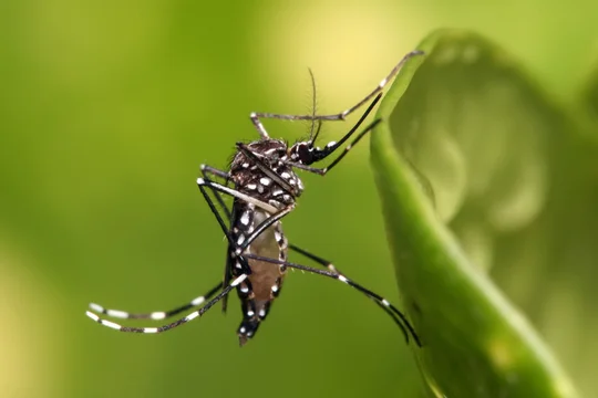 Reafirman la seguridad y eficacia de la vacuna contra el dengue