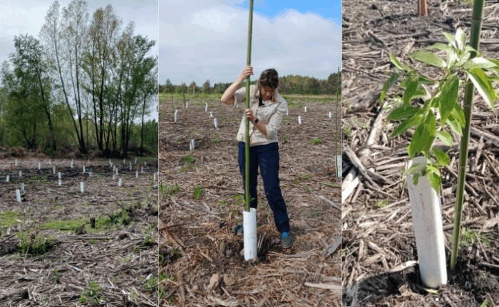 Restaurar el Delta con nativas: Reconciliar producción y conservación
