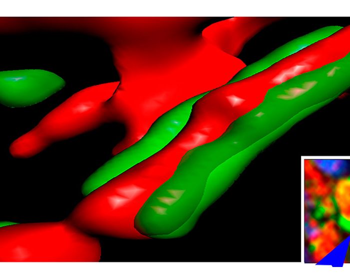 Estudio preclínico: demuestran potencial terapéutico de una proteína en lesiones medulares crónicas