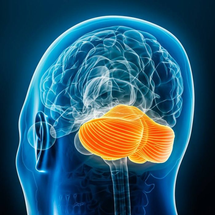 Cartografían cómo el cerebelo conecta con el cerebro en la primeras etapas del desarrollo
