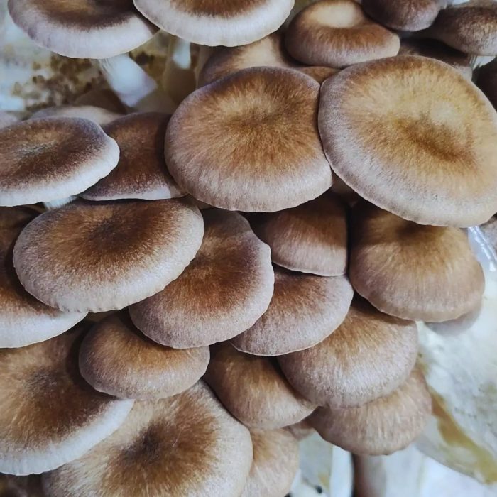 A partir de hongos comestibles, desarrollan alimentos funcionales