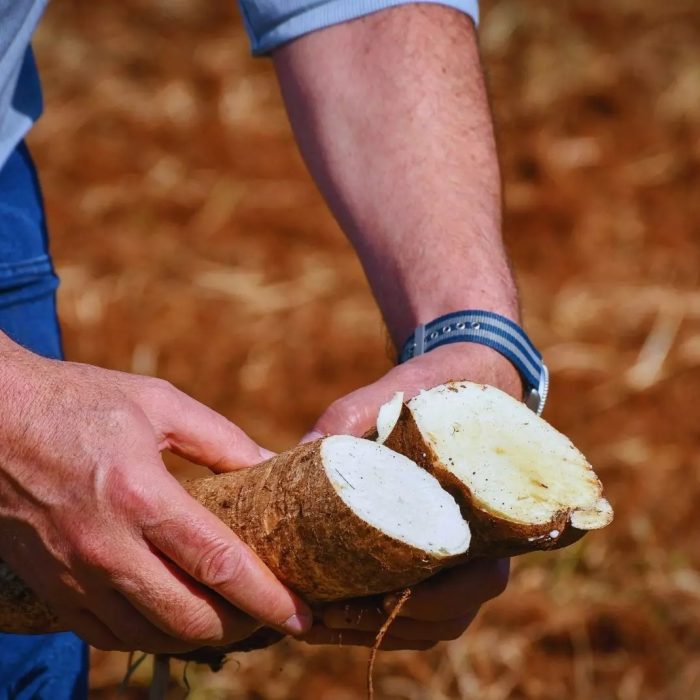 Cultivares de mandioca para el consumo y la industria