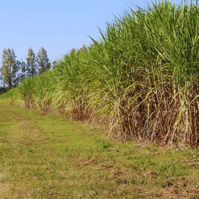 Fertilización con nitrógeno para maximizar la producción de caña de azúcar