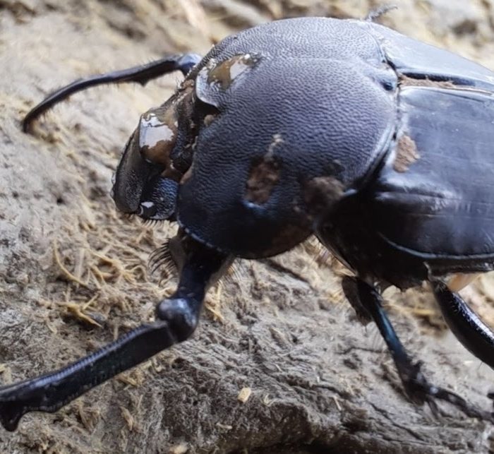 Amplían estudios sobre una especie de escarabajos clave para la ganadería sustentable