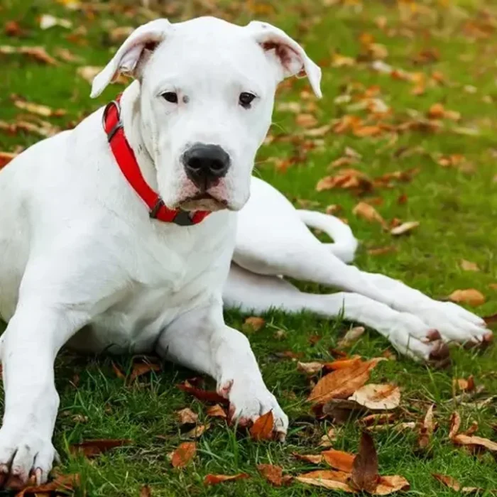 Los 10 países con más perros en el mundo: el puesto que ocupa Argentina te va a sorprender