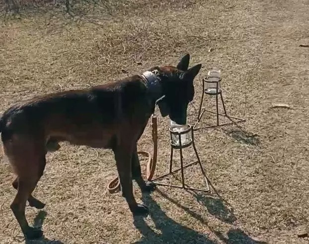 Perros adiestrados, una nueva estrategia para proteger al NOA del HLB
