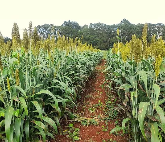 Variedades de sorgo como alternativa forrajera