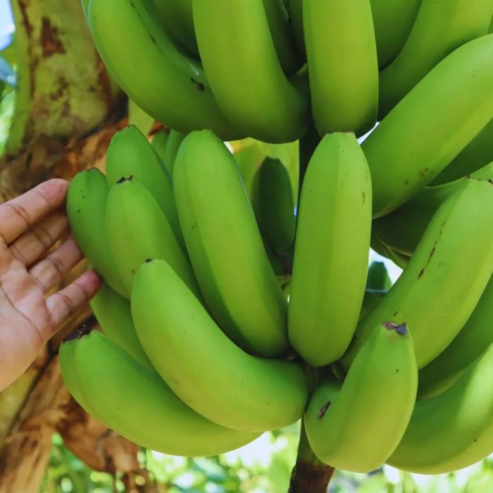 Transforman bananas de descarte en harina sin gluten