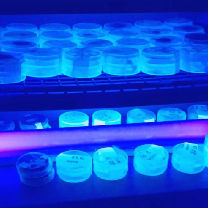 Maíz: identifican genes que ayudan a resistir enfermedades de la espiga