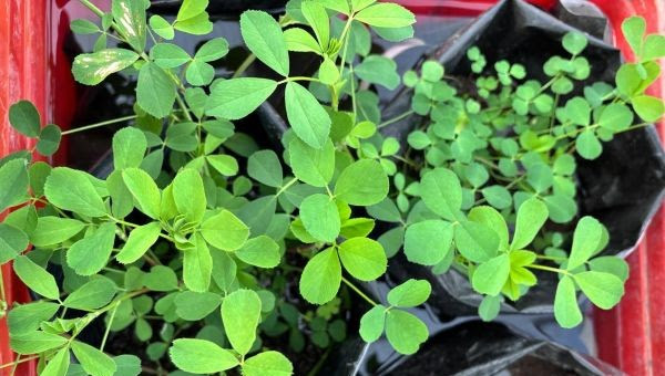 Con mejoramiento genético, amplían la tolerancia al anegamiento de la alfalfa