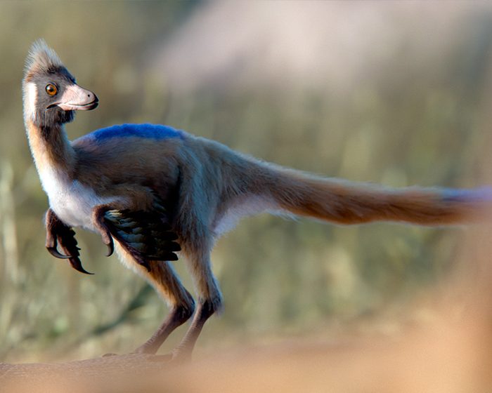 Un fósil patagónico de 95 millones de años reescribe la historia evolutiva de un enigmático grupo de dinosaurios