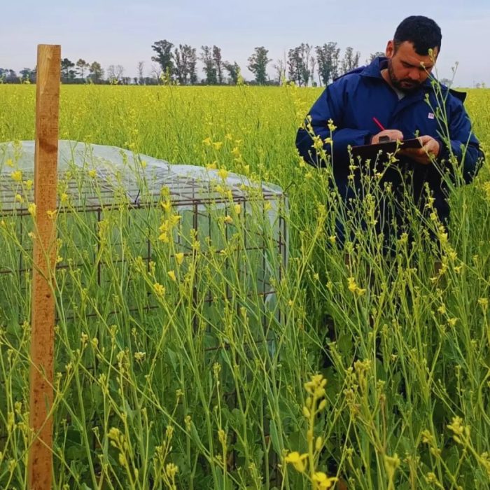 Integrar colmenas aumenta un 37 % el rendimiento de carinata