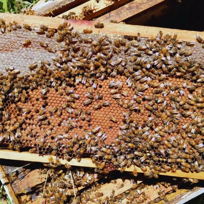 Multiplicación de colmenas: una estrategia que fortalece la apicultura