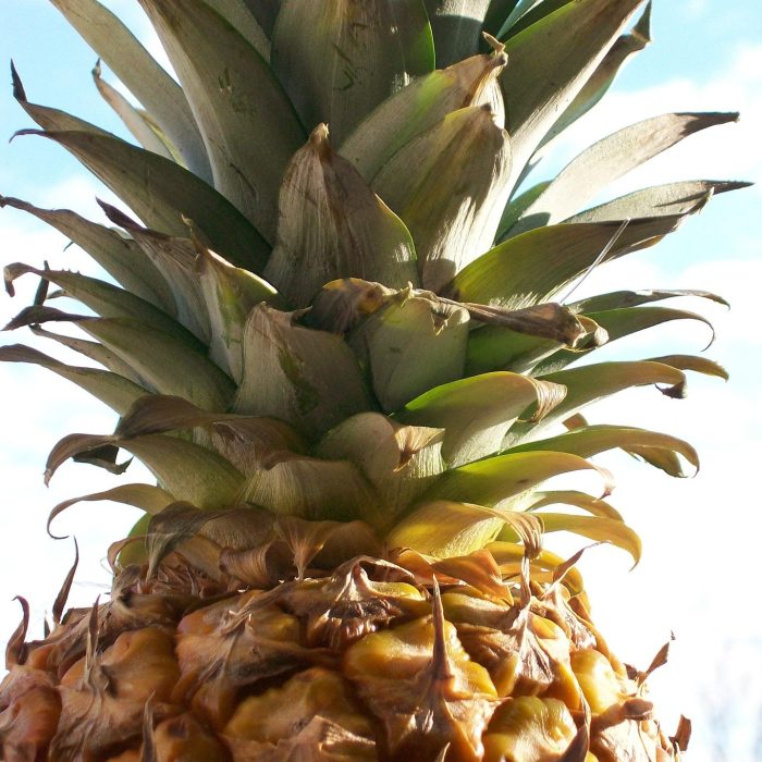Ananá: el mulching plástico impulsa la innovación y expansión del cultivo