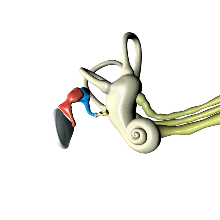 Escuchar mal también afecta tu cerebro