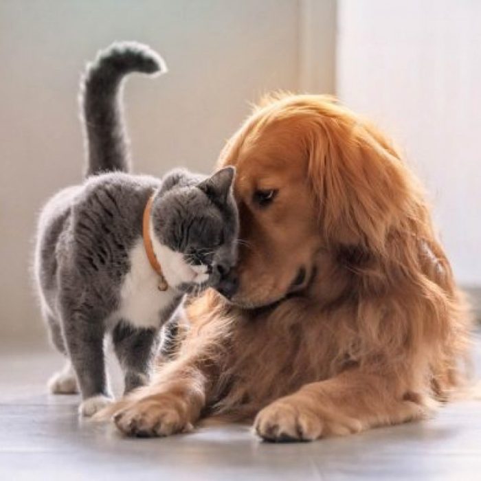 3 de cada 4 personas necesitan mejores consejos para prevenir parásitos en sus mascotas