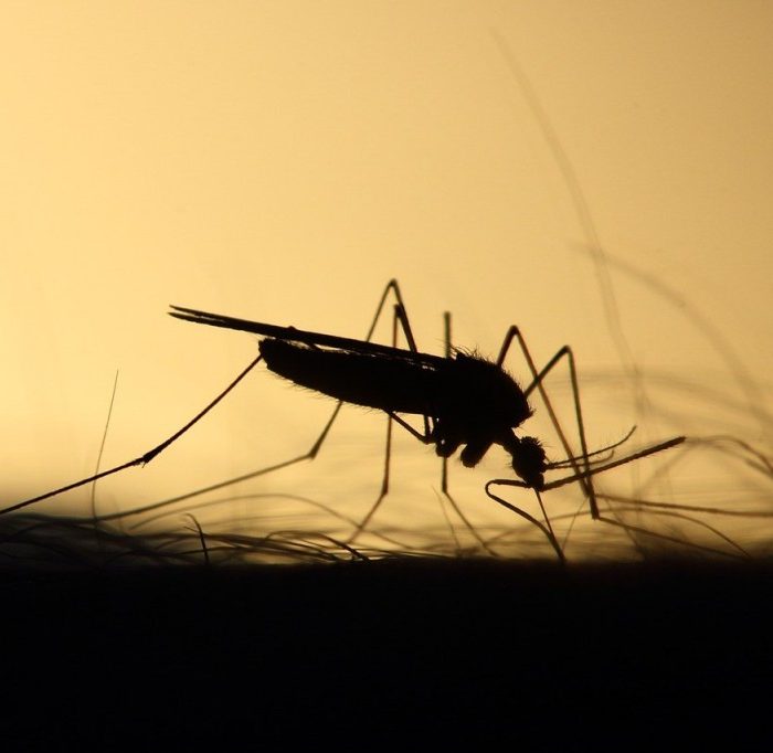 Advierten sobre transmisión sostenida de fiebre amarilla en zonas de Sudamérica