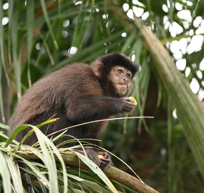 Nuevo estudio sobre monos aporta claves para reducir pérdidas en la industria maderera y proteger a la fauna