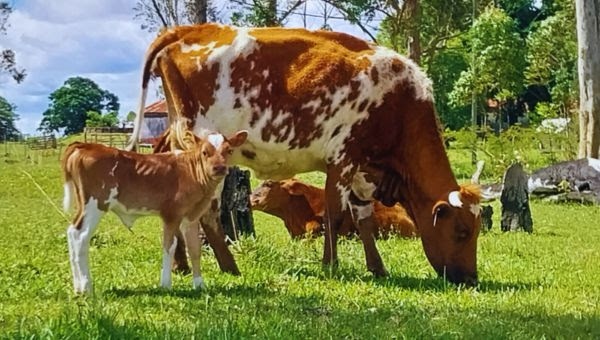 Bovino Criollo, entre las razas con resistencia natural a la garrapata