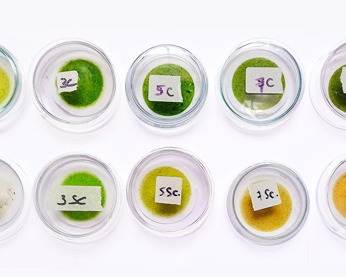 Demuestran el valor biotecnológico de microalgas nativas de la provincia de Tucumán