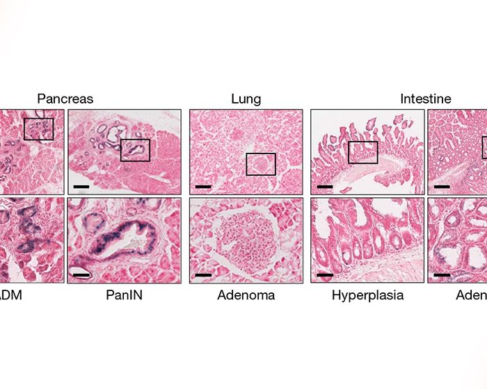 Elaboran el primer atlas de líneas celulares de cáncer de ratón