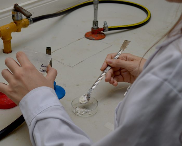 Levaduras probióticas del CONICET muestran mejoras en el engorde y la salud intestinal del ganado porcino