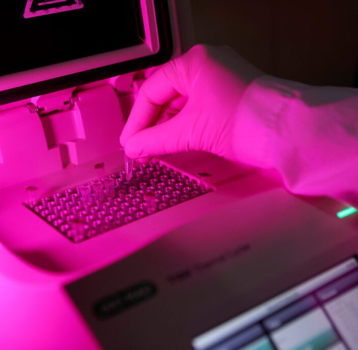 Avance científico mejora la producción porcina sin antibióticos Avance científico mejora la producción porcina sin antibióticos