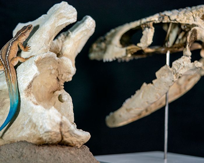 Patagonia argentina: nuevo reptil de 70 millones de años