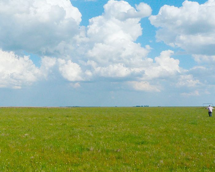 Evalúan estrategias para mejorar la productividad de los pastizales sin amenazar la biodiversidad