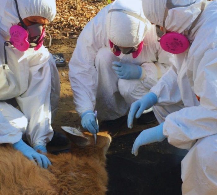 Detectan una bacteria transmitida por garrapatas en fauna silvestre