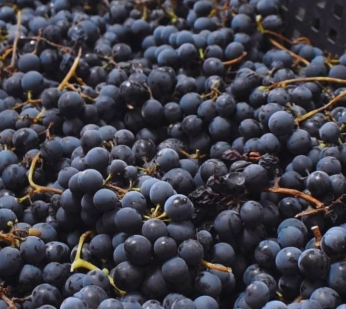 Vitivinicultura con variedades adaptadas al clima frío