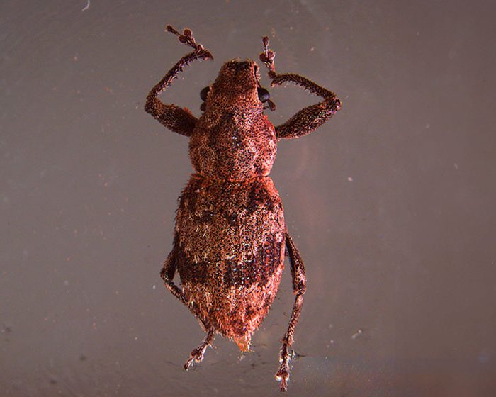 Nuevo hallazgo sobre la reproducción asexual en grupos de insectos que afectan cultivos agrícolas