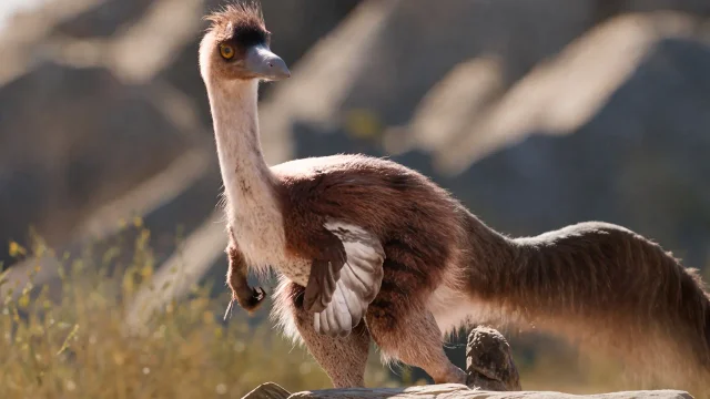 Dinosaurio hallado en Río Negro era más grande de lo que se creía: cuánto medía Dinosaurio hallado en Río Negro era más grande de lo que se creía: cuánto medía