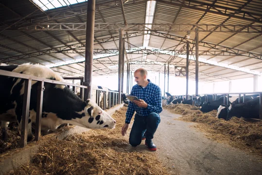 El impacto del bienestar animal en tambos en los tres pilares de la sustentabilidad El impacto del bienestar animal en tambos en los tres pilares de la sustentabilidad