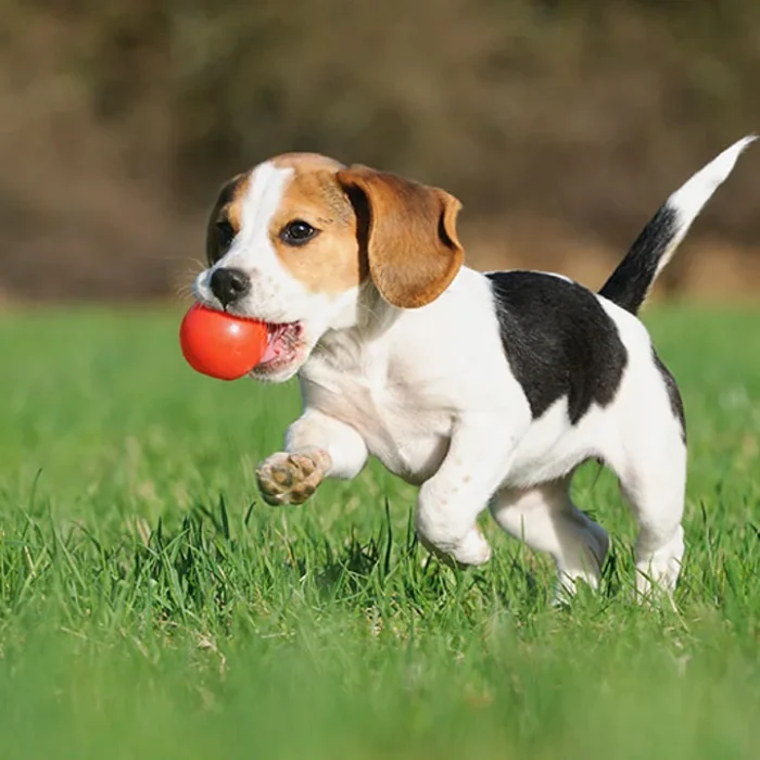 El colesterol también es cosa de perros: cuáles son las razas más propensas a tenerlo