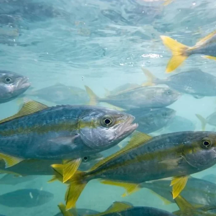 Cómo es el pez limón, una especie difícil de capturar que comenzó a producirse en Argentina