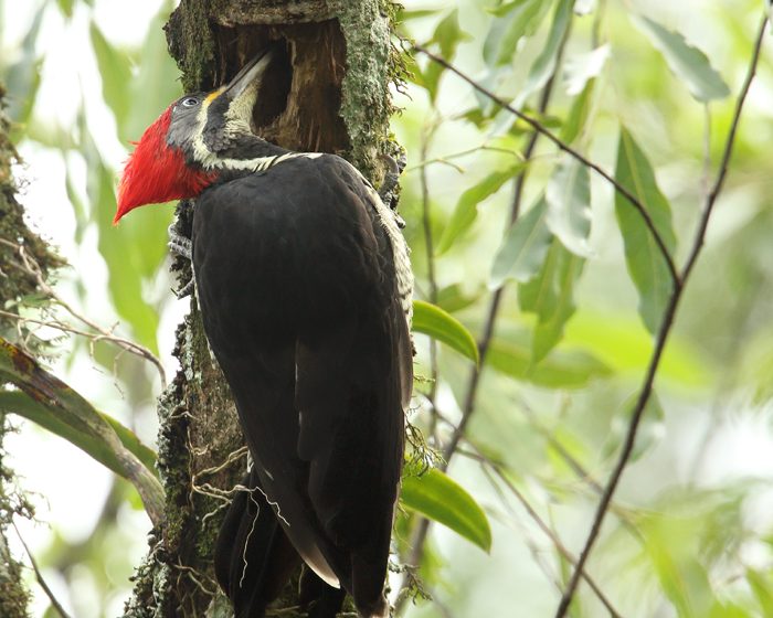 Revelan nuevas claves sobre cómo los pájaros carpinteros logran un picoteo fuerte y preciso sin perder estabilidad ni hacerse daño